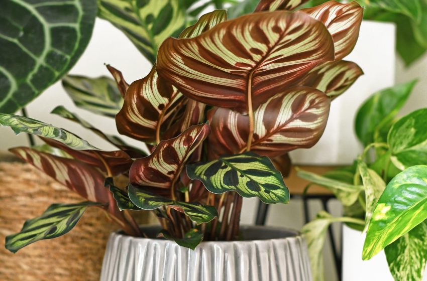  Calathea Plant