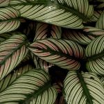 Calathea Plant Care & Houseplant Growing Guide | Home For The Harvest