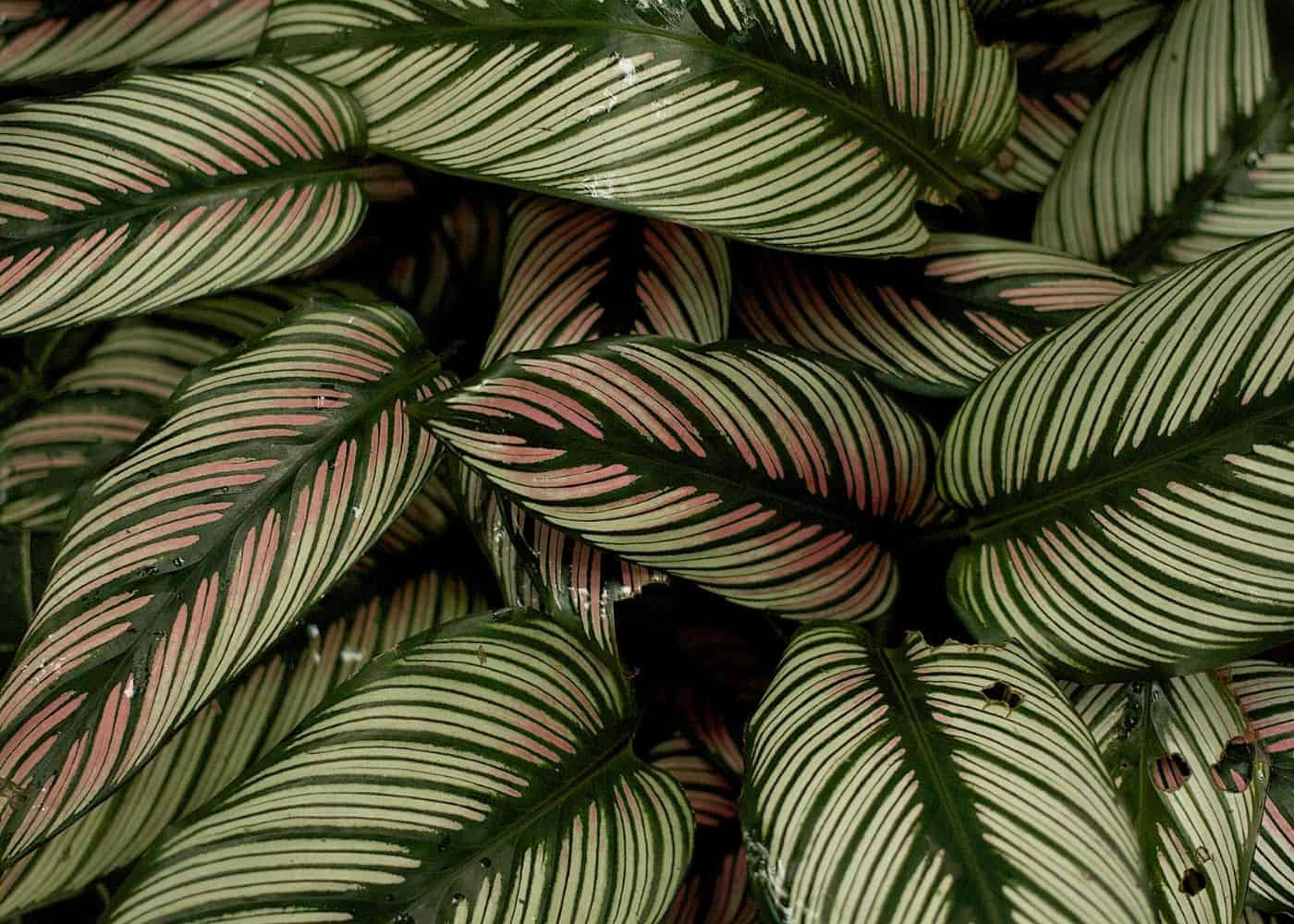 Calathea Plant Care & Houseplant Growing Guide | Home For The Harvest