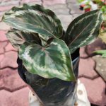 Calathea Plant, Furniture & Home Living, Gardening, Plants & Seeds