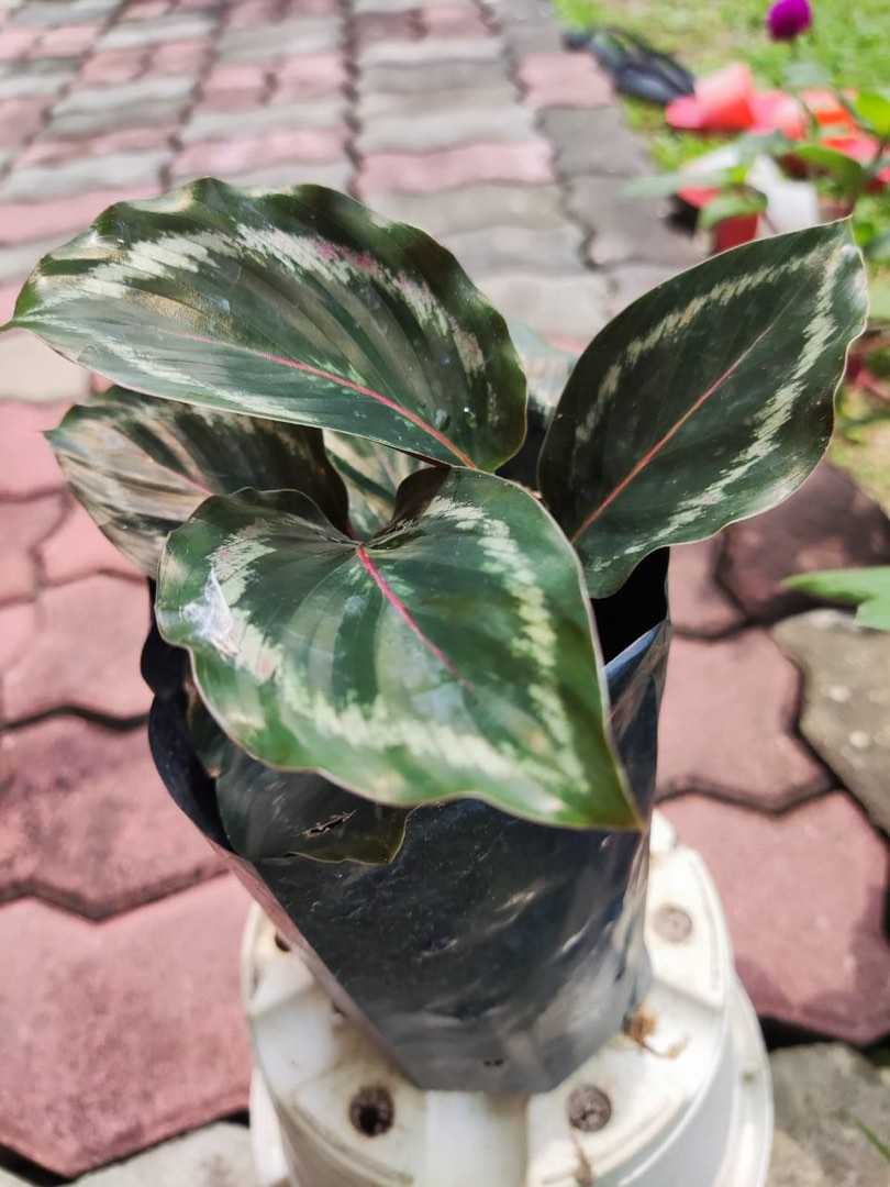 Calathea Plant, Furniture & Home Living, Gardening, Plants & Seeds