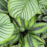 Calathea Varieties: 43 Different Types Of Calathea Plants