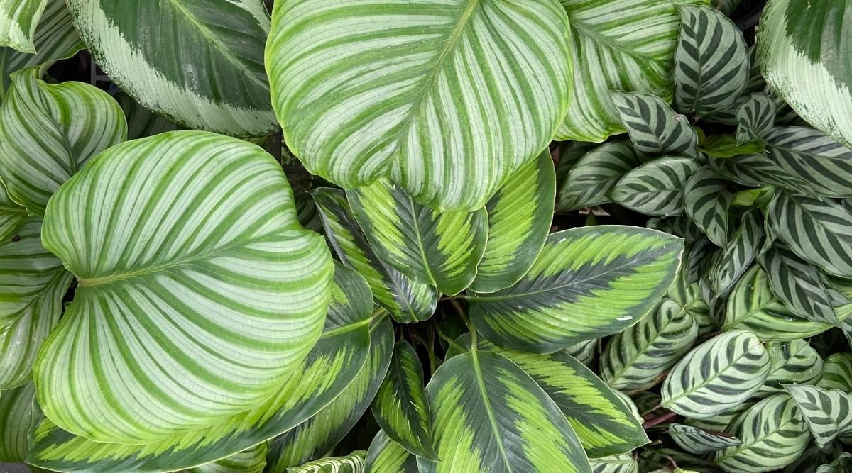 Calathea Varieties: 43 Different Types Of Calathea Plants