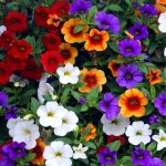 Calibrachoa Care - How To Grow And Care For Million Bells Flower
