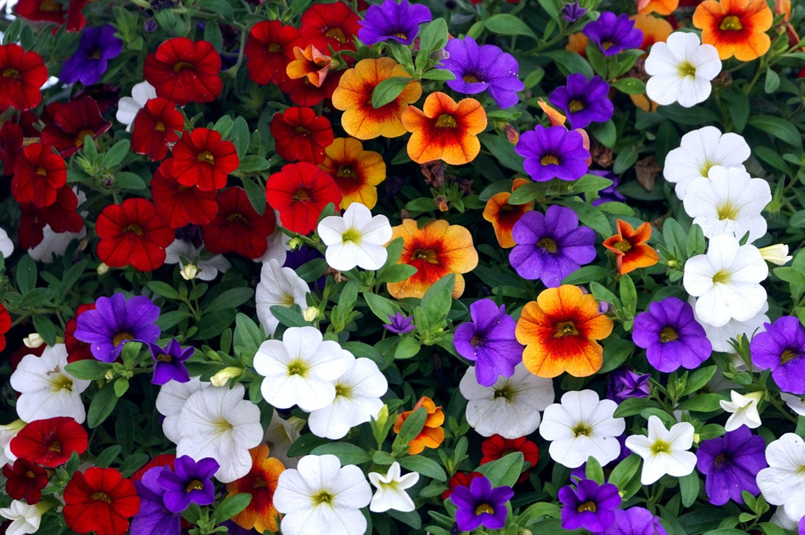 Calibrachoa Care – How To Grow And Care For Million Bells Flower
