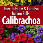 Calibrachoa Care – How To Grow Million Bells Flowers [Updated Guide]