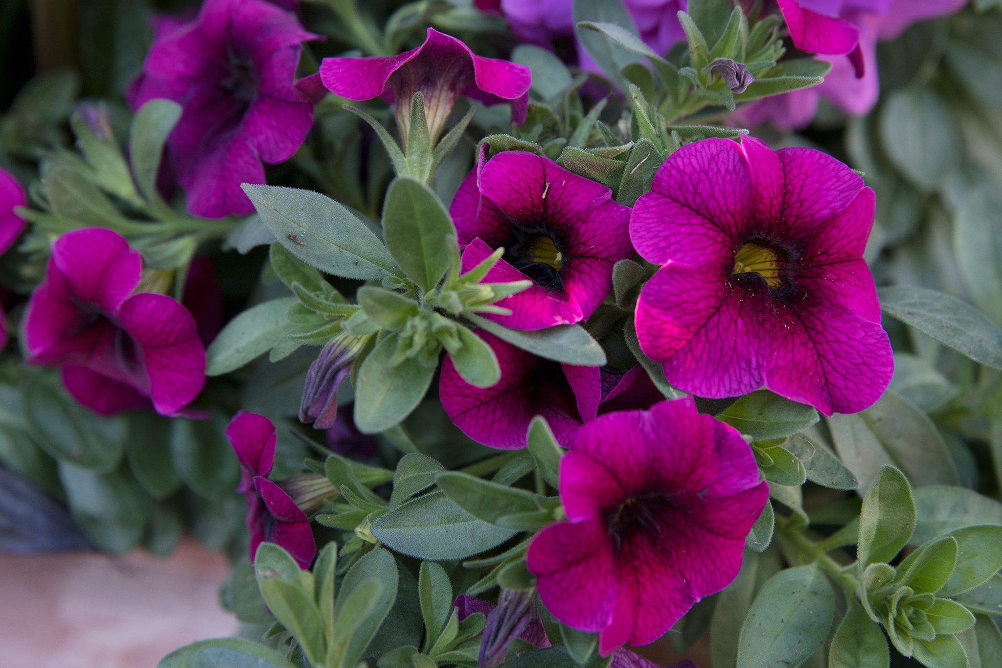 Calibrachoa Grow Guide – How To Plant And Care For Million Bells
