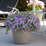 Calibrachoa: How To Plant, Grow And Care For Million Bells Flower
