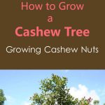 Can You Grow A Cashew Tree From A Cashew | Foliar Garden