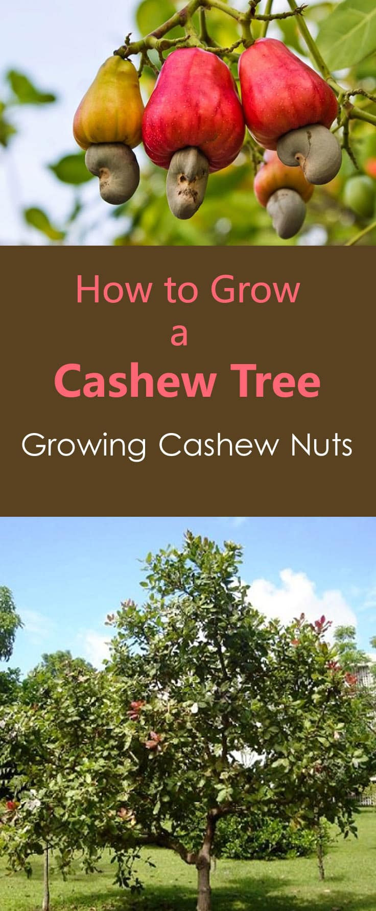 Can You Grow A Cashew Tree From A Cashew | Foliar Garden