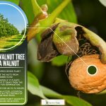 Can You Grow A Walnut Tree From A Walnut? – Gardentabs