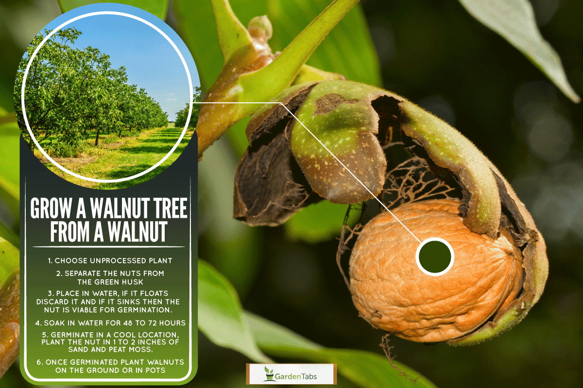 Can You Grow A Walnut Tree From A Walnut? - Gardentabs