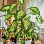 Can You Propagate A Dumb Cane From A Leaf Or Stem Cutting? – The