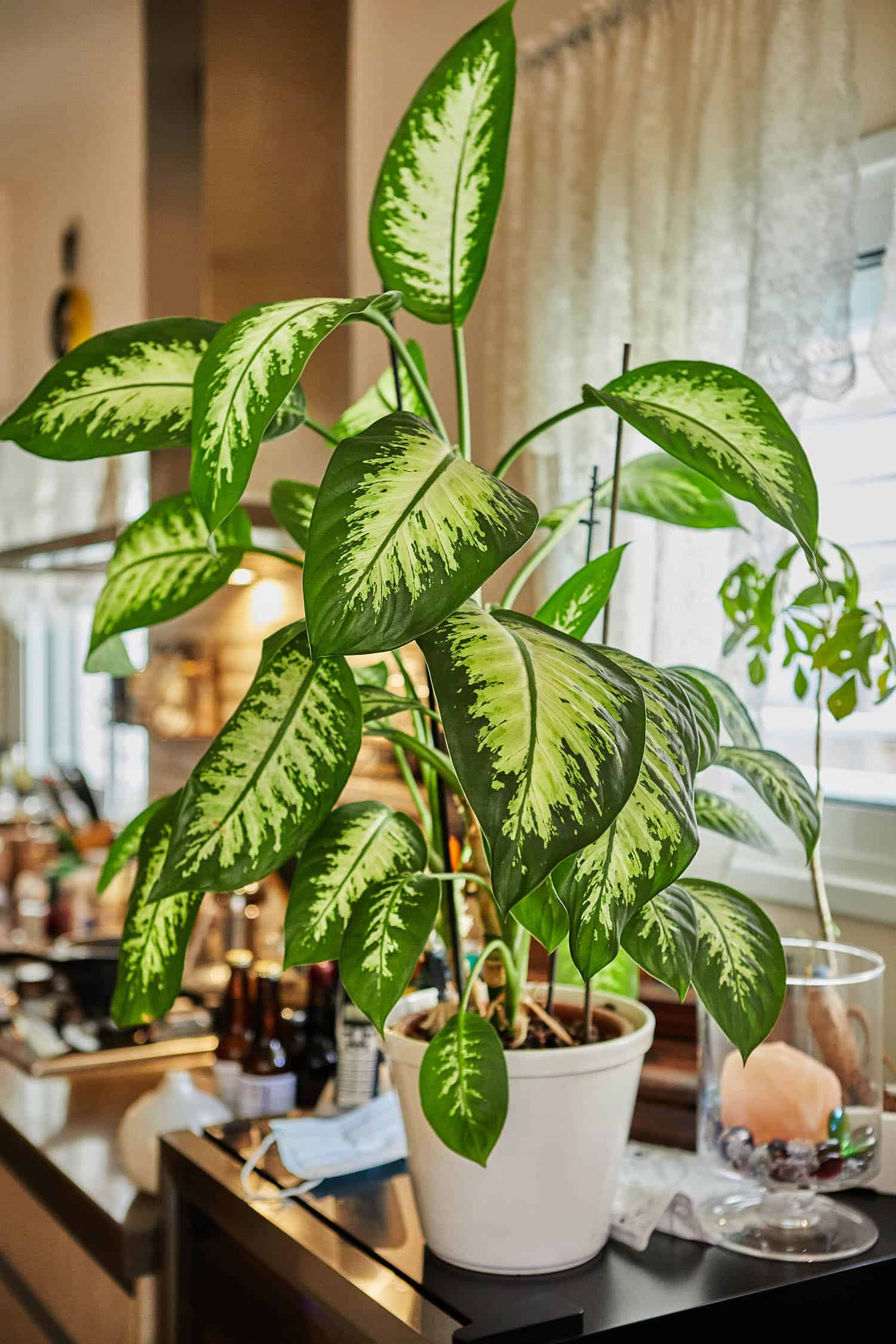 Can You Propagate A Dumb Cane From A Leaf Or Stem Cutting? – The