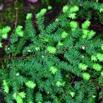 Canadian Hemlock Tree Facts – How To Care For Canadian Hemlock Trees