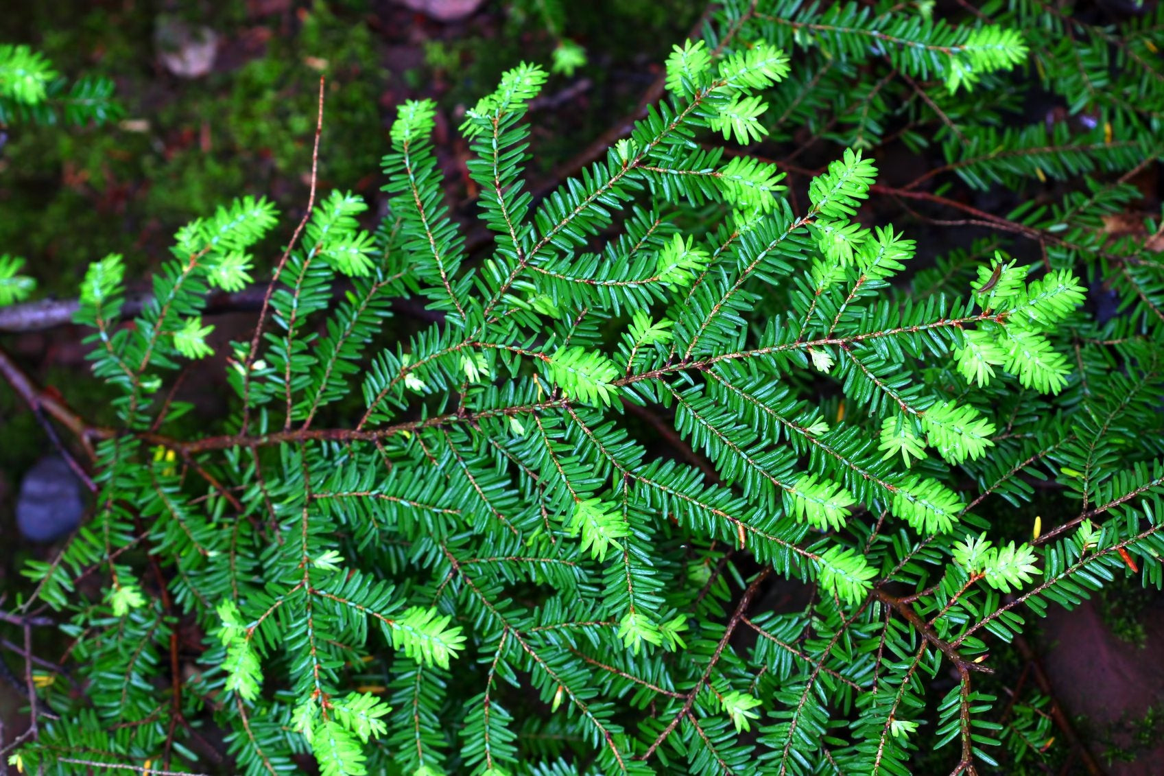 Canadian Hemlock Tree Facts - How To Care For Canadian Hemlock Trees