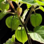 Cape Gooseberry Growing Guide – The Gourmantic Garden