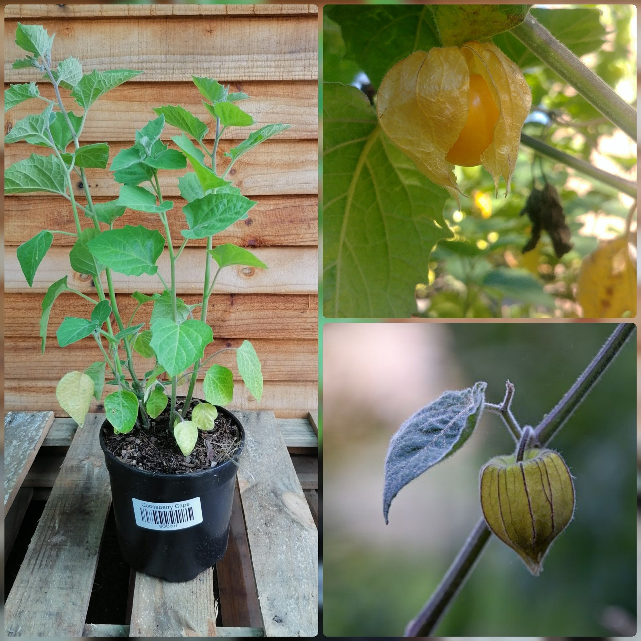 Cape Gooseberry – Just Berry Plants