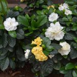 Cape Jasmine (Gardenia Jasminoides) Flower, Leaf, Care, Uses