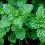 Care Of Peppermint - How To Grow Peppermint Plants