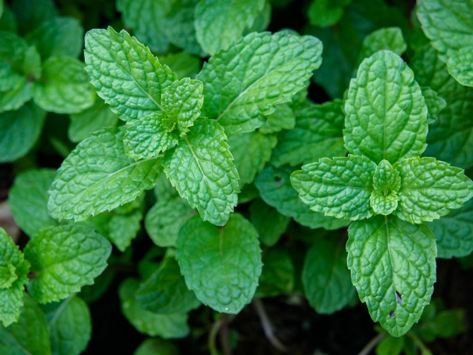 Care Of Peppermint – How To Grow Peppermint Plants