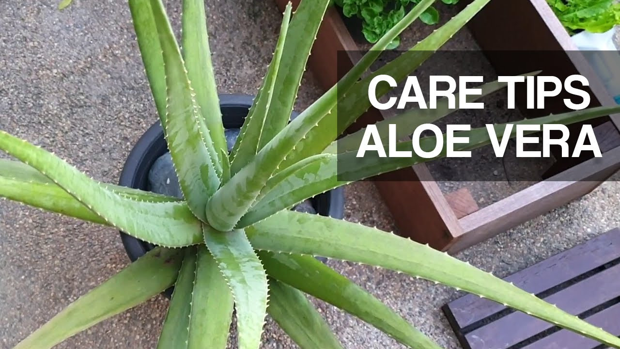 Care Tips & Trim Huge Overgrown Aloe Vera – Also How I Use Aloe Vera Daily!
