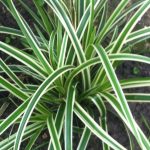 Carex, Sedge In Gardentags Plant Encyclopedia