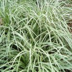 Carex (Sedge) | Plant Profile | Sylvan Gardens Landscape Contractors