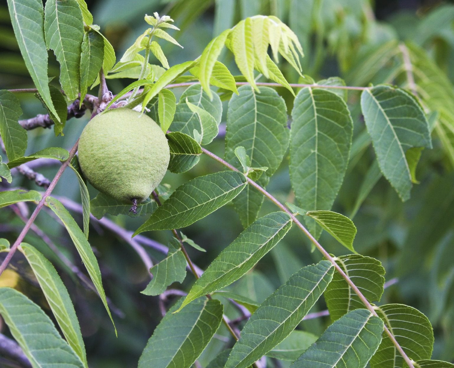 Caring For Black Walnut Trees - Tips On How To Plant A Black