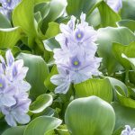 Caring For Water Hyacinth: The Floating Beauty | Lovetoknow