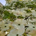 Caring For Your Dogwood Tree (+4 Must Have Varieties) – Garden Therapy