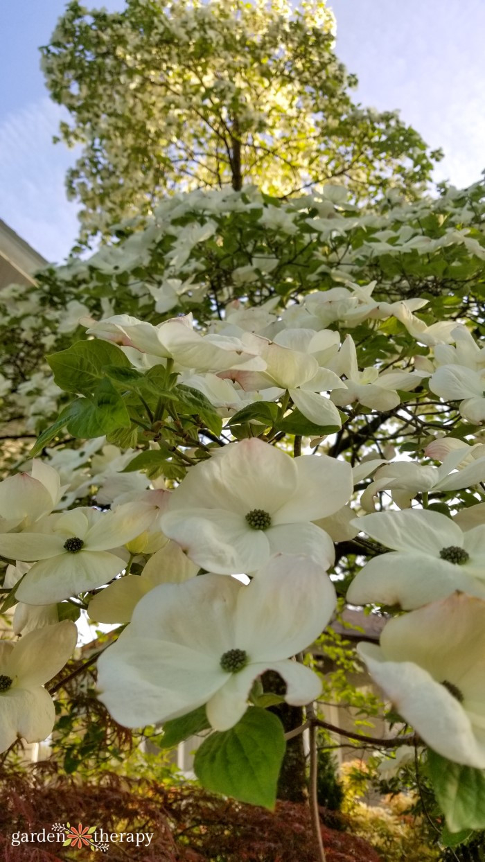 Caring For Your Dogwood Tree (+4 Must Have Varieties) – Garden Therapy