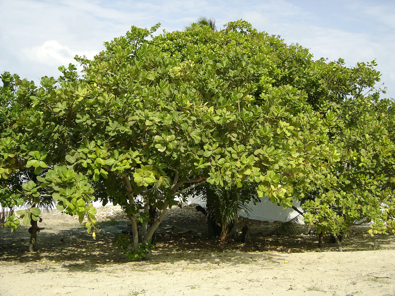 Cashew (Anacardium Occidentale) Nuts And By Products | Feedipedia