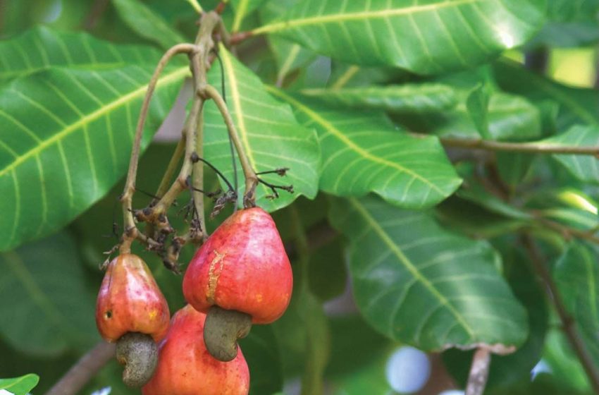  Cashew Tree Plant