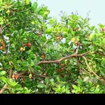 Cashew Nut Tree Hi Res Stock Photography And Images – Alamy