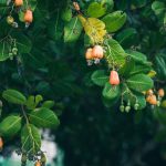 Cashew Tree Care Tips: How To Grow A Cashew Tree – 2022 – Masterclass