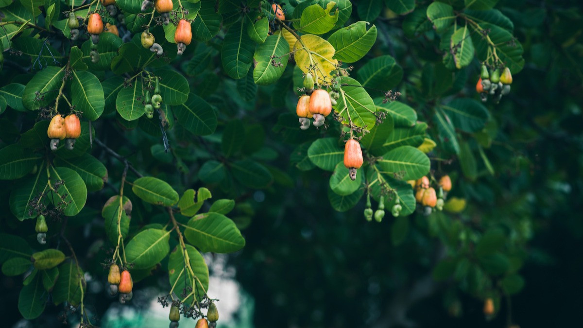 Cashew Tree Care Tips: How To Grow A Cashew Tree - 2022 - Masterclass