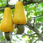 Cashew – Wikipedia