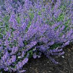 Catmint: Easy Care And Color With This Perennial – Sunset Magazine