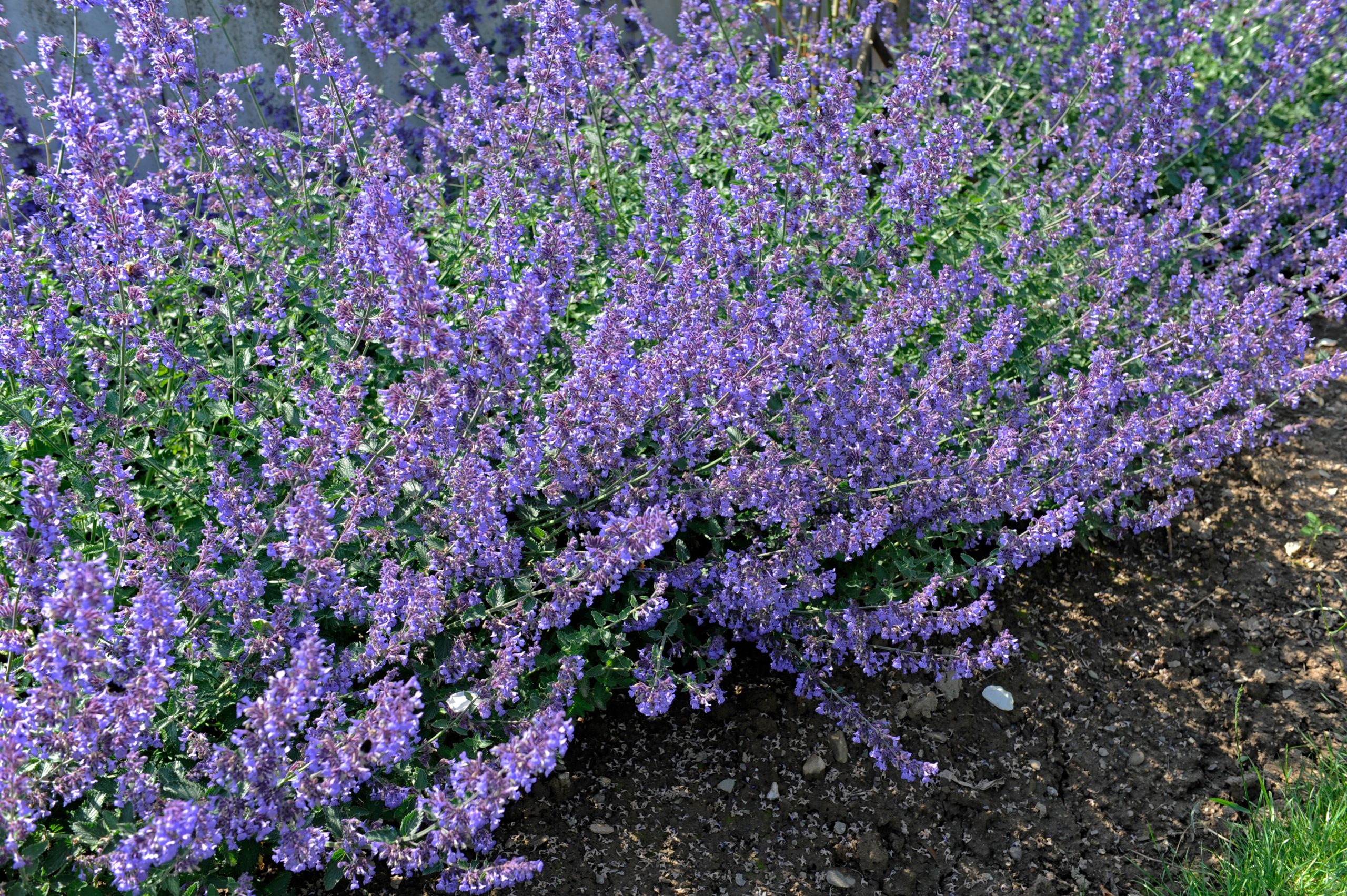 Catmint: Easy Care And Color With This Perennial – Sunset Magazine