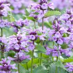 Catmint Plant – Tips For Care Of Catmint