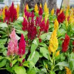 Celosia: Plant Care & The Most Beautiful Varieties – Plantura