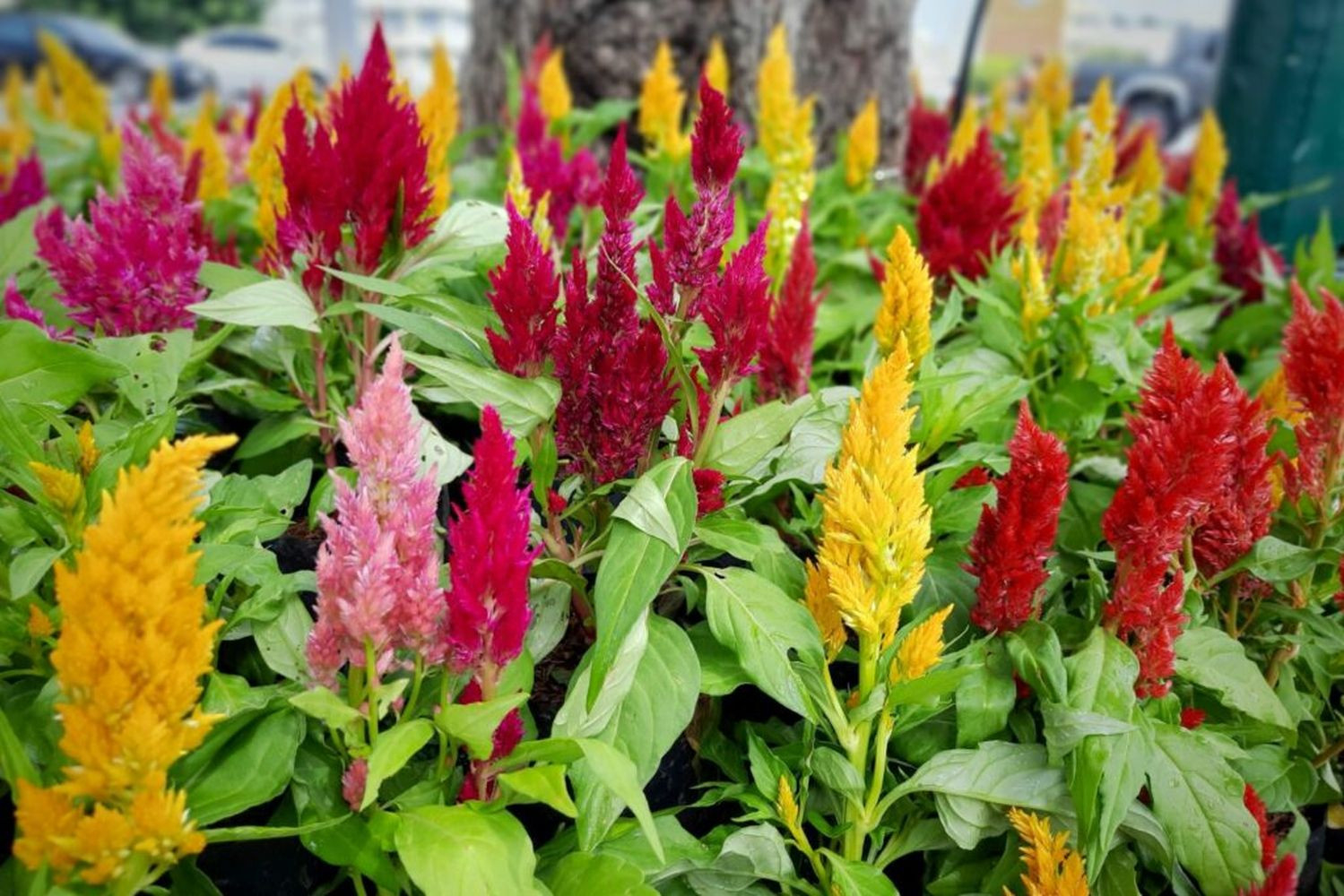 Celosia: Plant Care & The Most Beautiful Varieties – Plantura