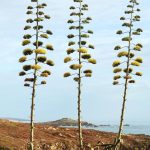 Century Plant (Agave Americana), In Bloom | Feedipedia