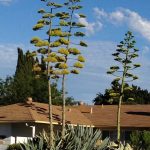 Century Plant – Under The Solano Sun – Anr Blogs
