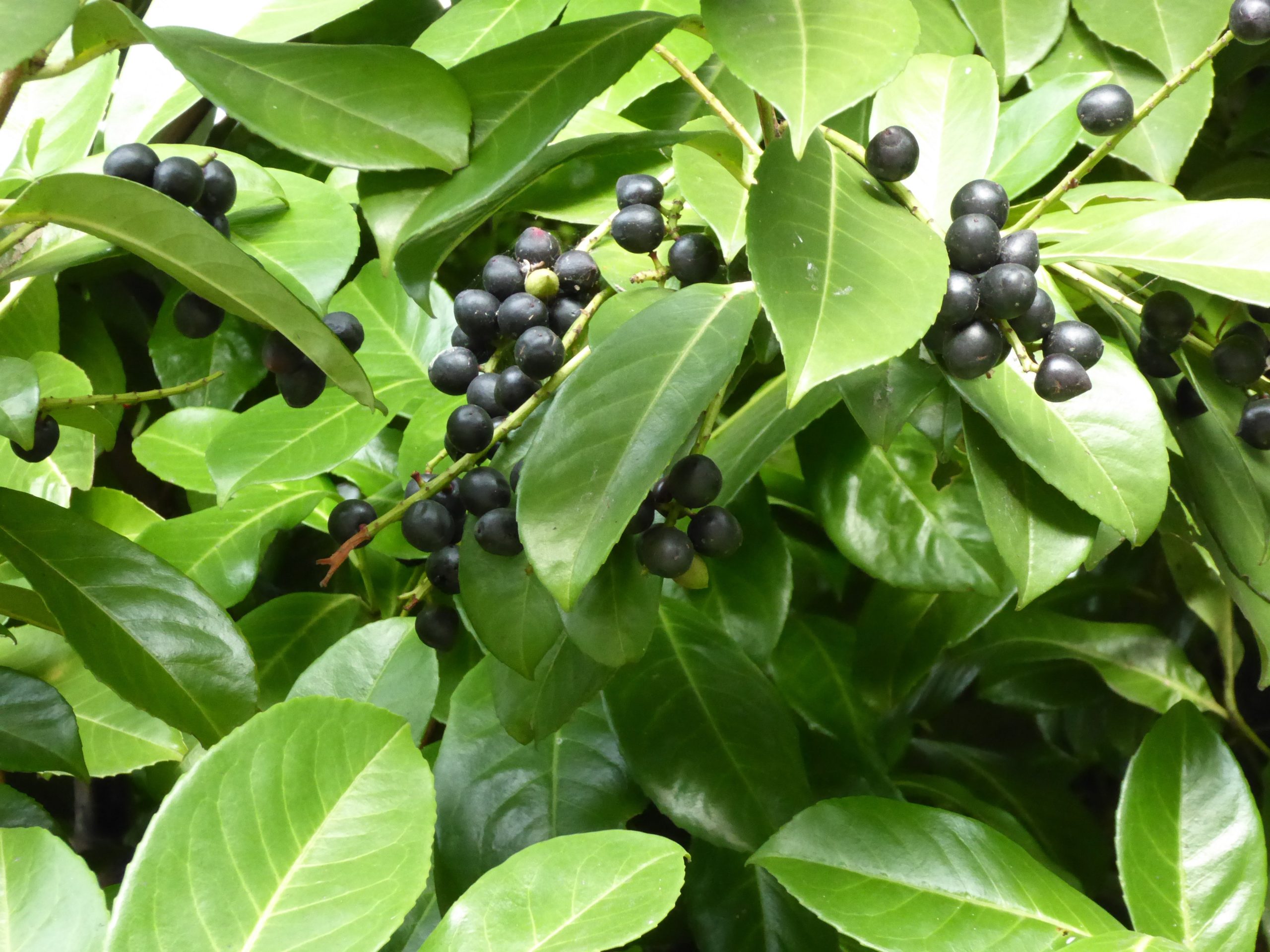 Cherry Laurel And Other Cyanide Containing Plants » Veterinary