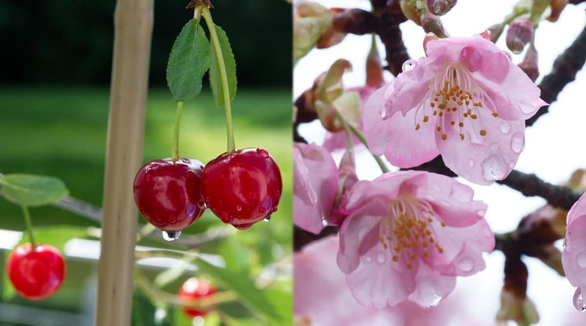 Cherry Trees Vs. Cherry Blossoms: What'S The Difference?