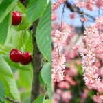 Cherry Trees Vs. Cherry Blossoms: What'S The Difference?