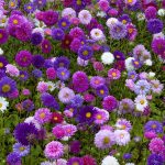 China Aster | Lovetoknow