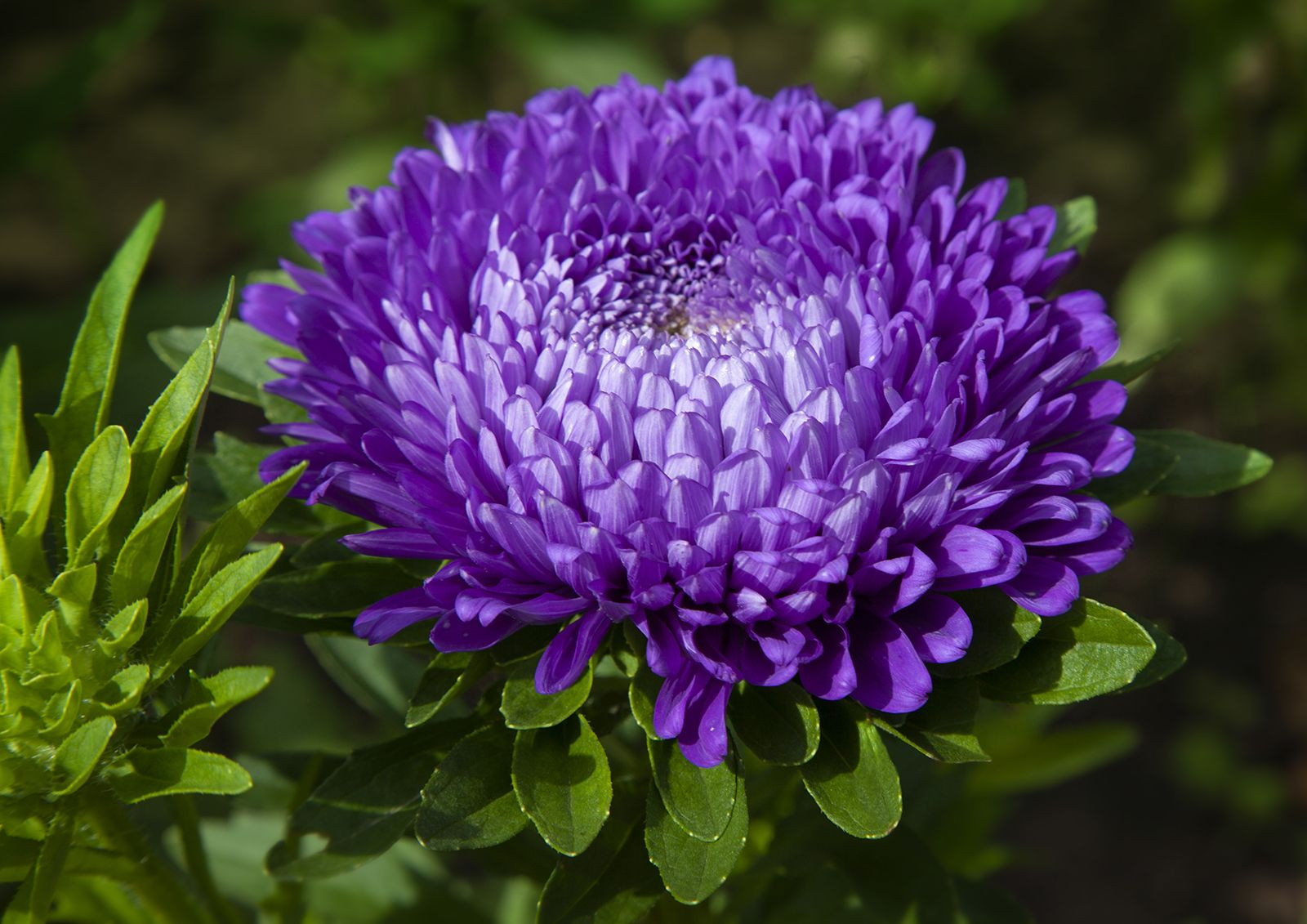 China Aster | Plant | Britannica